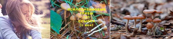 спайс Корсаков